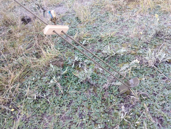 Przybliżenie na śledzia w akcji